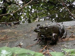 Lithobates catesbeianus