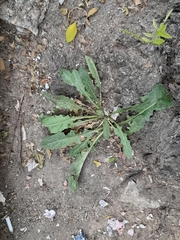 Cichorieae