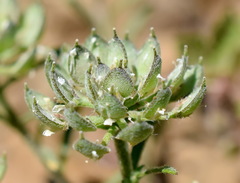 Alyssum umbellatum