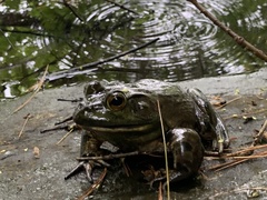 Lithobates catesbeianus