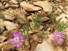 Centaurea pectinata