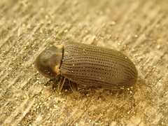 Hadrobregmus pertinax