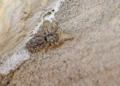 Salticus zebraneus