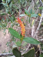 Colliguaja odorifera