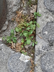 Polycarpon tetraphyllum