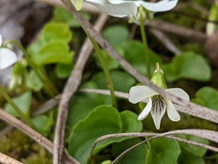 Viola minuscula