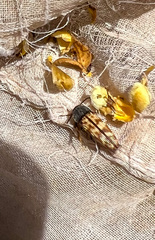 Acmaeodera cribricollis
