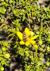 Acmaeodera cribricollis