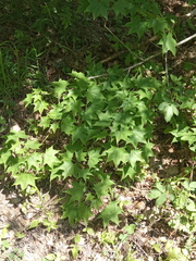 Acer laetum