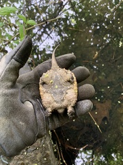 Chelydra serpentina