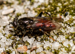 Chalcosyrphus libo