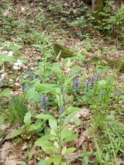 Cynoglossum germanicum