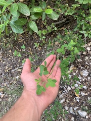 Genista patens