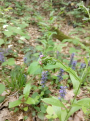 Cynoglossum germanicum