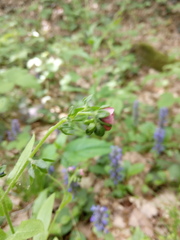 Cynoglossum germanicum