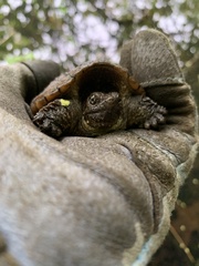 Chelydra serpentina