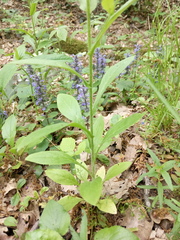 Cynoglossum germanicum