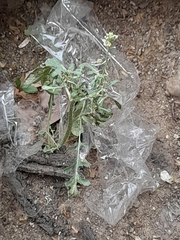 Brassicaceae