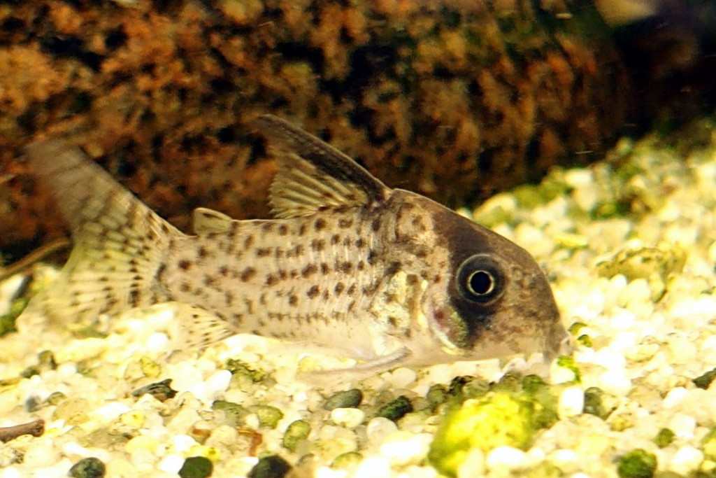 Corydoras du Rio Negro (Corydoras kanei)