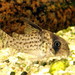 Corydoras kanei - Photo (c) Haplochromis, algunos derechos reservados (CC BY-SA)