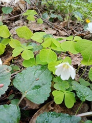 Oxalis acetosella