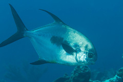 Trachinotus falcatus