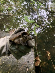 Chelydra serpentina