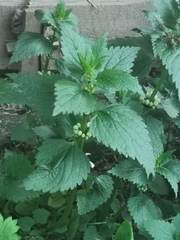 Lamium album