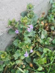 Glechoma hederacea