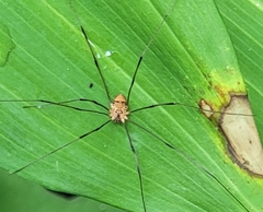Leiobunum nigropalpi