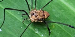 Leiobunum nigropalpi