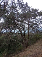 Beilschmiedia miersii