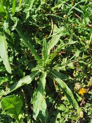 Cirsium arvense