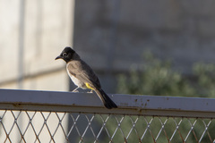 Pycnonotus xanthopygos