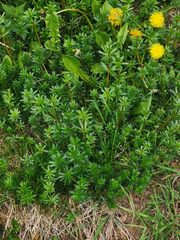 Galium mollugo