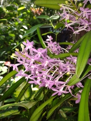 Encyclia adenocaula