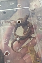 Hemidactylus aquilonius