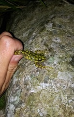 Amolops viridimaculatus