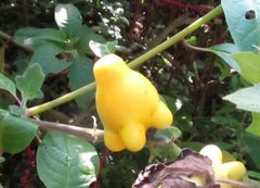 Solanum mammosum