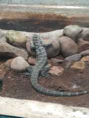 Ctenosaura pectinata