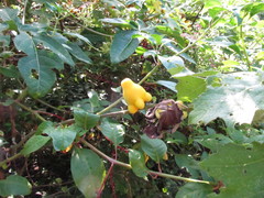 Solanum mammosum