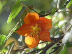 Fremontodendron decumbens