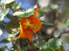 Fremontodendron decumbens