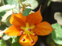 Fremontodendron decumbens