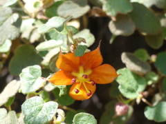 Fremontodendron decumbens