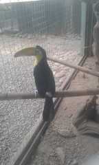 Ramphastos