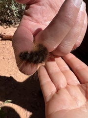 Pseudohemihyalea labecula