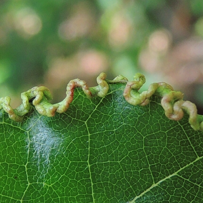 Phylloxerina