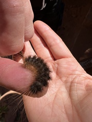 Pseudohemihyalea labecula