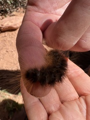 Pseudohemihyalea labecula